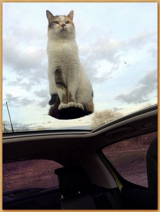Name:  hovercat.JPG
Views: 437
Size:  62.1 KB
