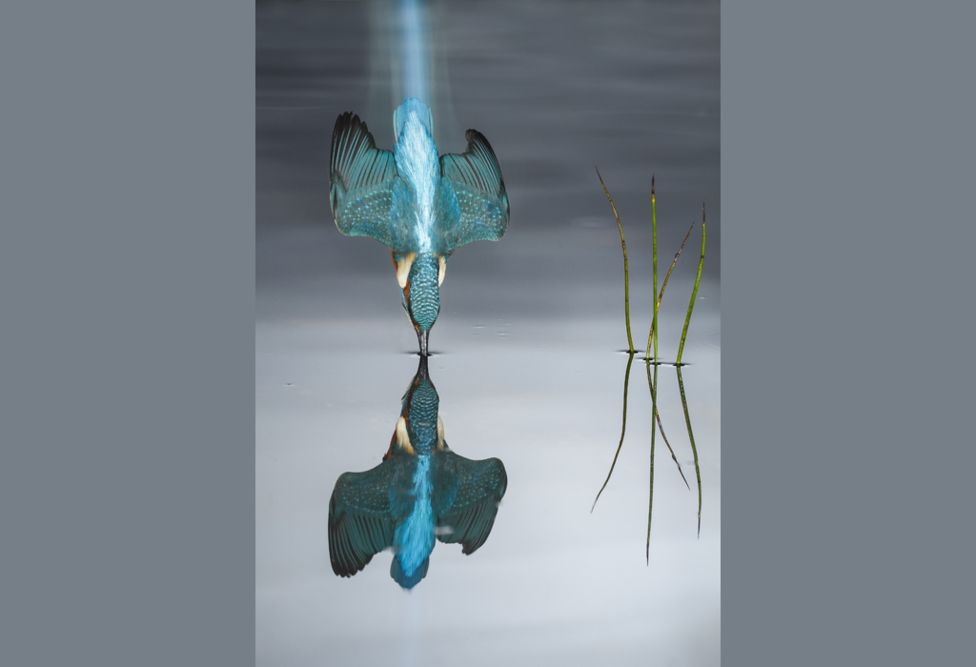 Name:  kingfisher.jpg
Views: 868
Size:  29.0 KB
