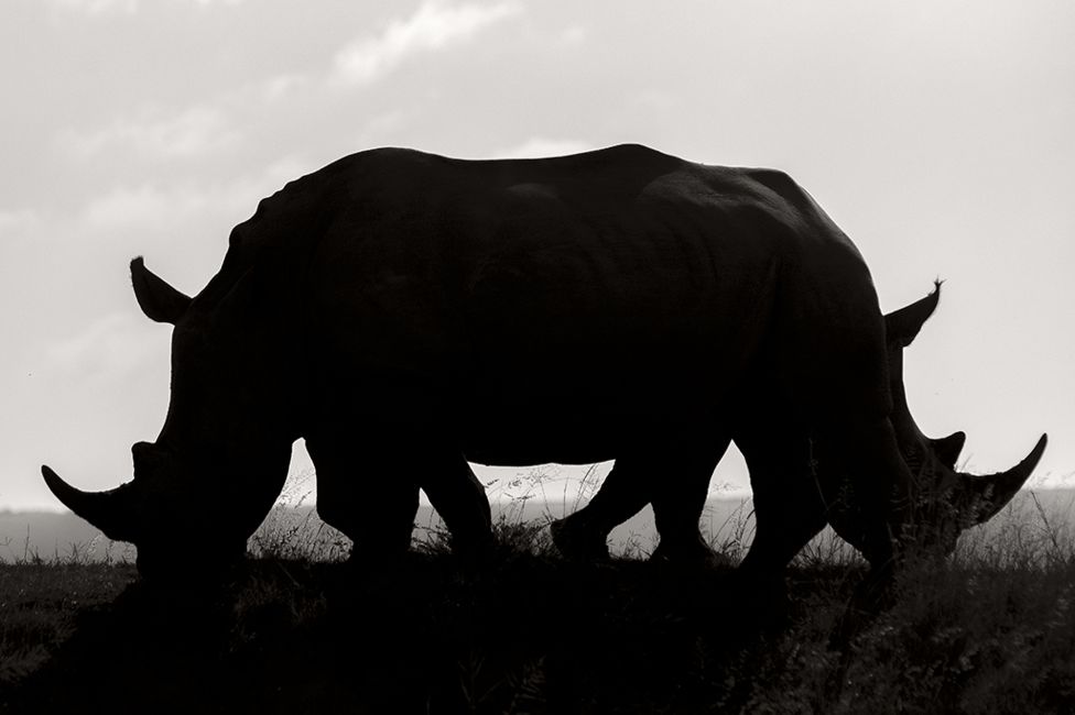 Name:  rhinos.jpg
Views: 860
Size:  39.4 KB