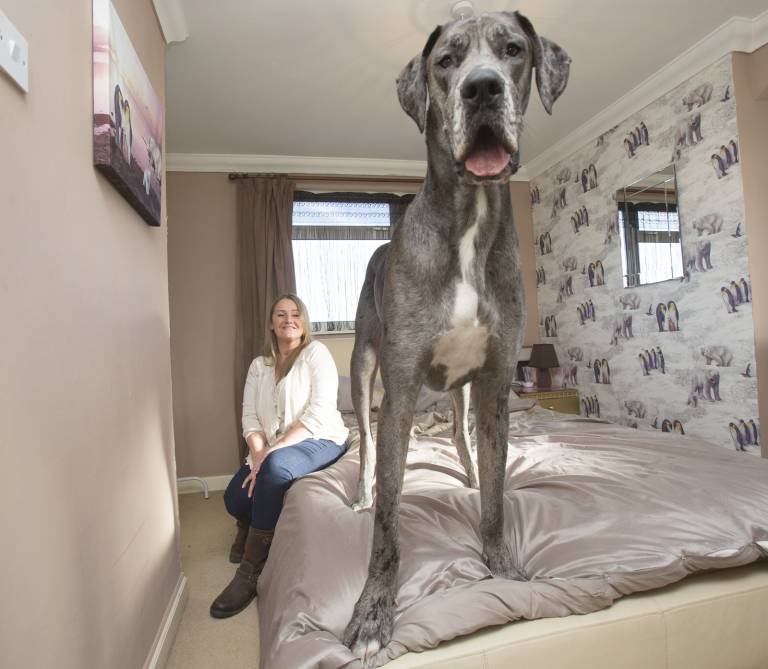 Name:  Great Dane.jpg
Views: 731
Size:  54.3 KB