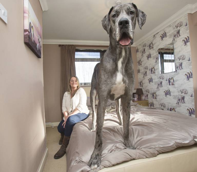 Name:  Great Dane.jpg
Views: 438
Size:  54.3 KB