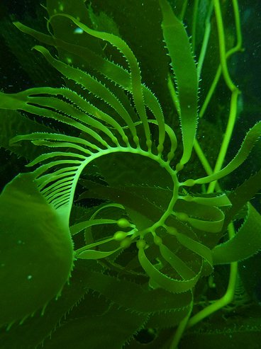Name:  kelp.jpg
Views: 475
Size:  40.5 KB