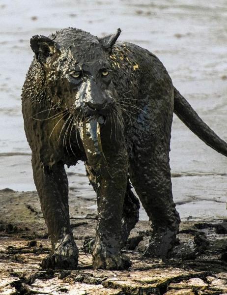 Name:  mudleopard1.jpg
Views: 409
Size:  59.2 KB