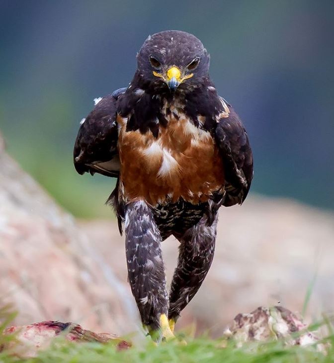 Name:  Hench Hawk1.JPG
Views: 720
Size:  63.2 KB