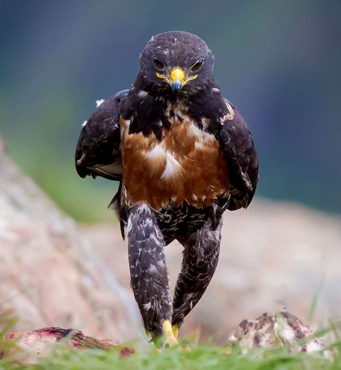 Name:  Hench Hawk1.JPG
Views: 437
Size:  63.2 KB