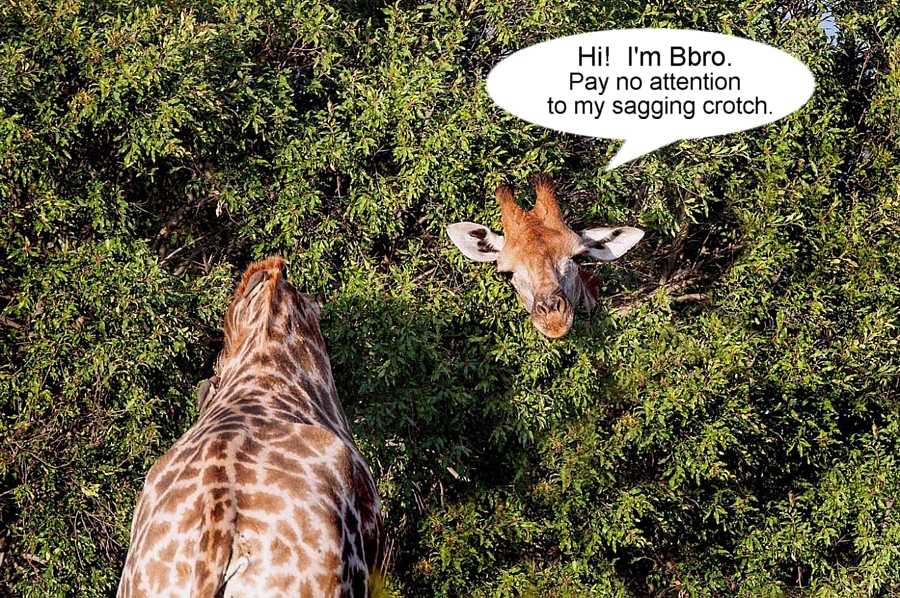 Name:  bbro.jpg
Views: 581
Size:  158.5 KB