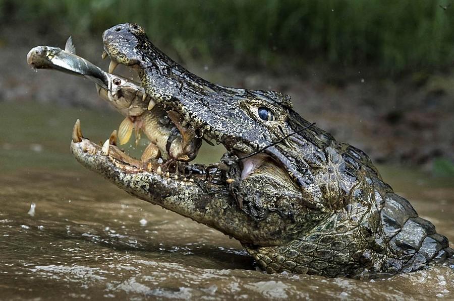 Name:  fisheatenbyfisheatenbycroc.jpg
Views: 1827
Size:  107.5 KB