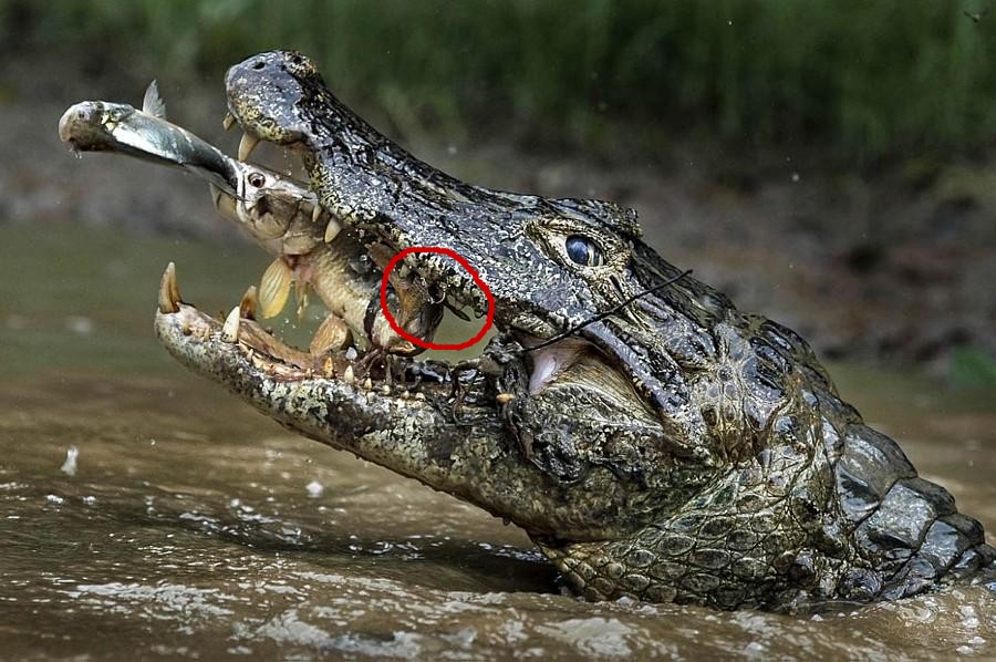 Name:  croc.jpg
Views: 1895
Size:  154.7 KB