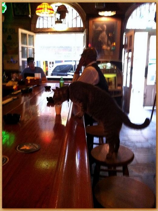 Name:  kittehshot.JPG
Views: 390
Size:  69.1 KB