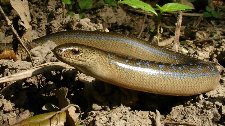 Name:  Slow Worm.jpg
Views: 910
Size:  174.9 KB