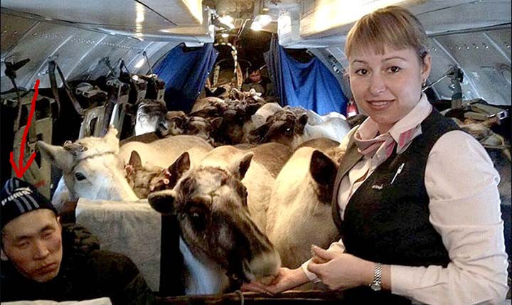 Name:  reindeer1.jpg
Views: 986
Size:  99.6 KB