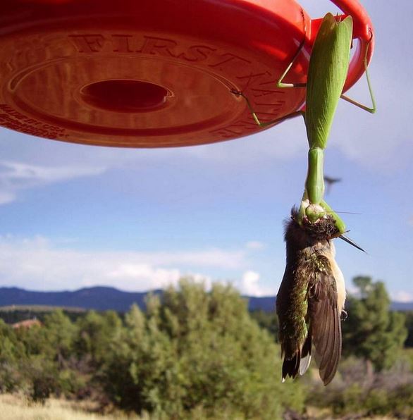 Name:  GAH.JPG
Views: 586
Size:  49.7 KB