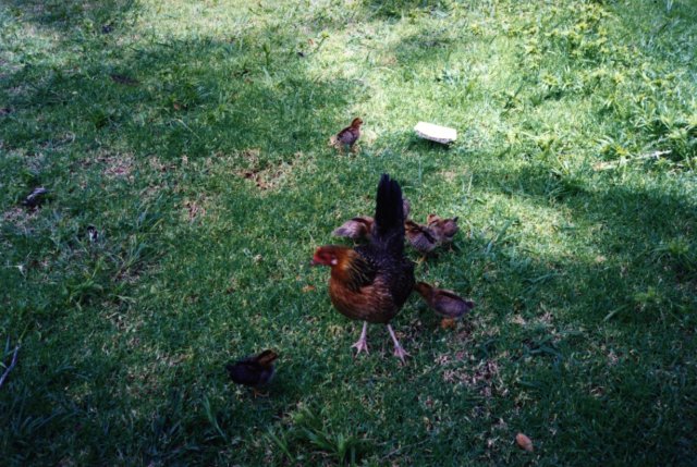 Name:  chickens october 1 1003.jpg
Views: 934
Size:  92.3 KB