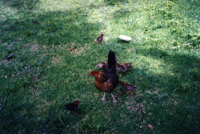 Name:  chickens october 1 1003.jpg
Views: 613
Size:  92.3 KB