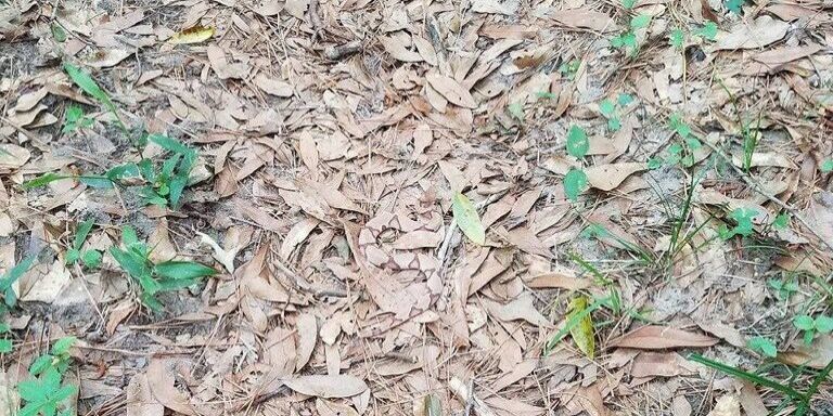 Name:  snake.jpg
Views: 1814
Size:  121.5 KB