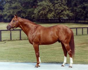 Name:  secretariat.JPG
Views: 14618
Size:  22.5 KB