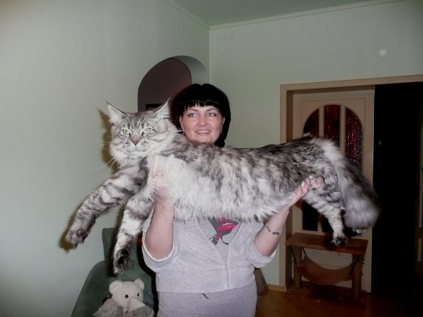 Name:  Liger_cat_2_mainecoon.jpg
Views: 313
Size:  46.0 KB