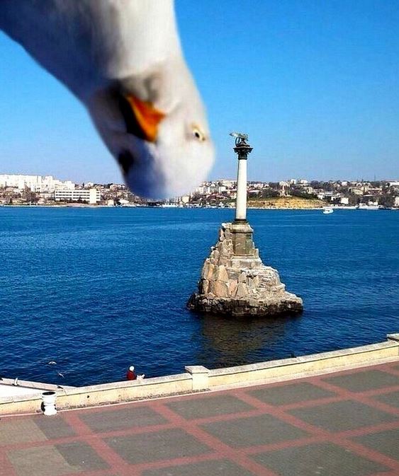 Name:  birdbomb.JPG
Views: 539
Size:  76.9 KB