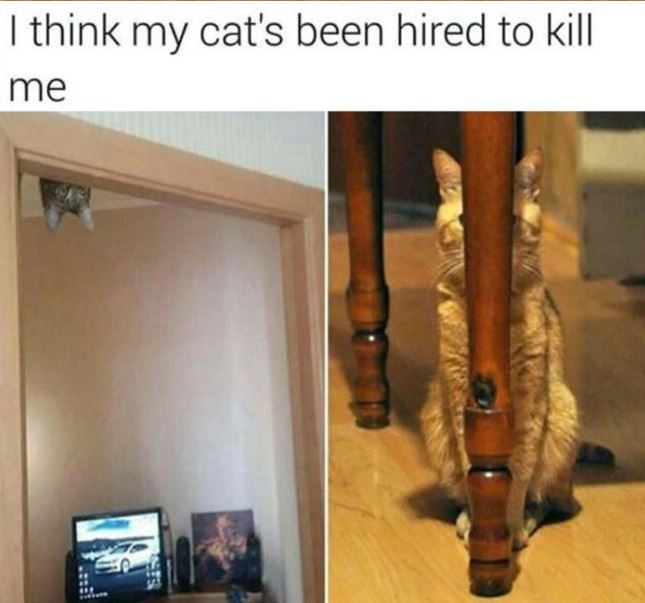 Name:  cat1.JPG
Views: 233
Size:  51.3 KB