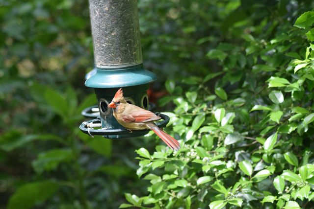 Name:  DSC_0026.JPG
Views: 401
Size:  64.6 KB