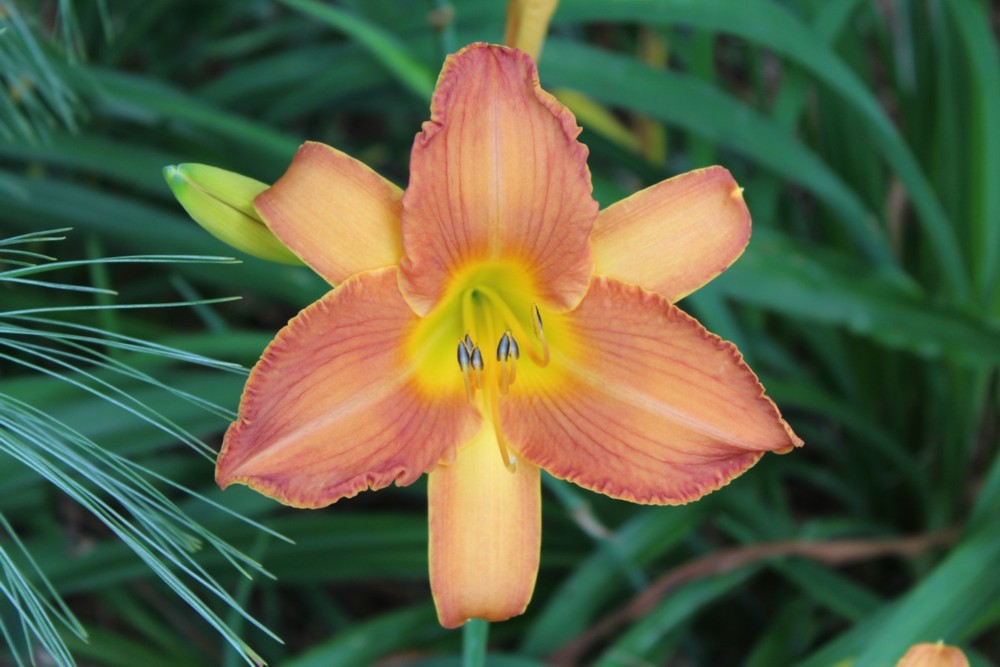 Name:  Lily.jpg
Views: 141
Size:  126.6 KB