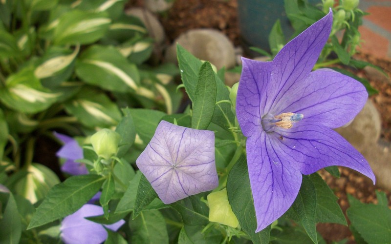 Name:  Balloon Flower.jpg
Views: 98
Size:  116.8 KB