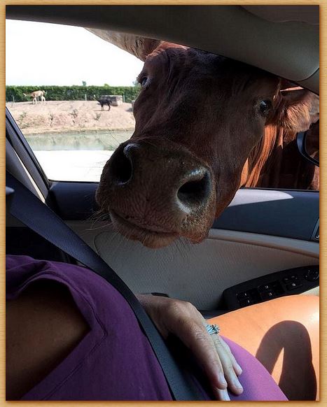 Name:  cowanddriver.JPG
Views: 1181
Size:  52.0 KB