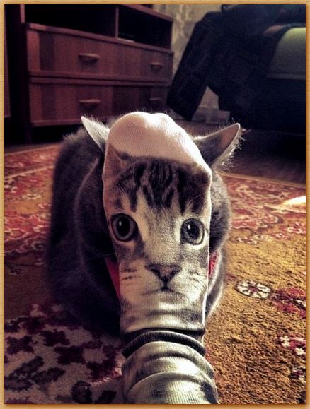 Name:  cat sock.JPG
Views: 265
Size:  61.3 KB