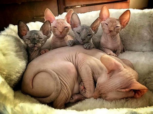 Name:  mogwai.JPG
Views: 346
Size:  63.1 KB
