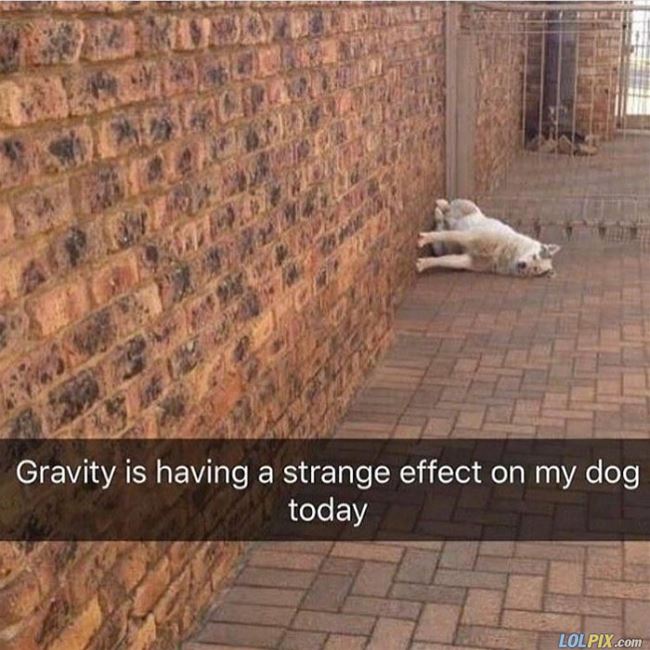 Name:  Gravity_And_My_Dog.jpg
Views: 348
Size:  75.4 KB
