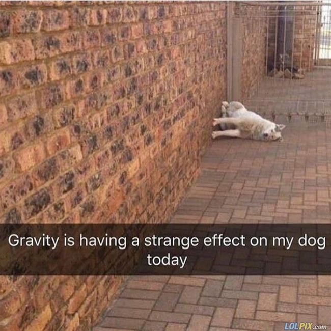 Name:  Gravity_And_My_Dog.jpg
Views: 446
Size:  75.4 KB