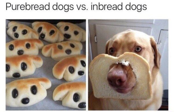 Name:  purebread vs inbred.jpg
Views: 390
Size:  39.2 KB