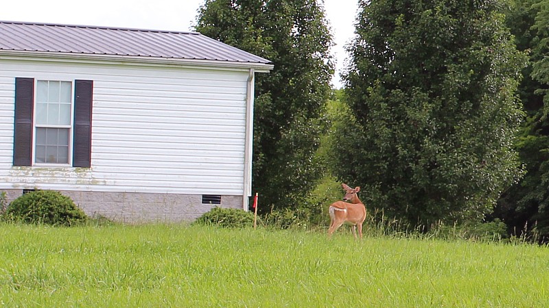 Name:  deer.jpg
Views: 2454
Size:  160.3 KB