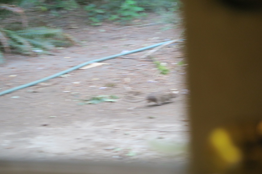 Name:  IMG_0977sm.jpg
Views: 1742
Size:  123.4 KB