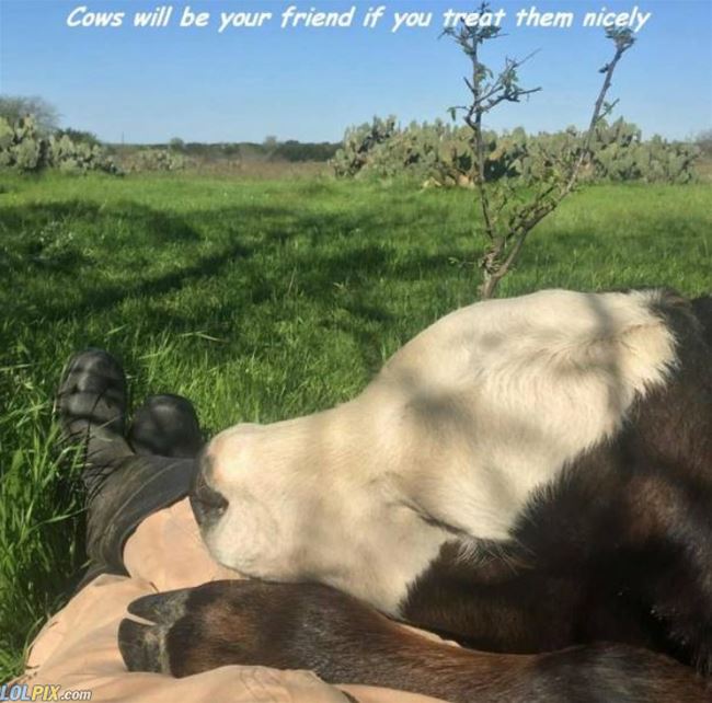 Name:  Cows_Will_Be_Your_Friends.jpg
Views: 3717
Size:  63.9 KB