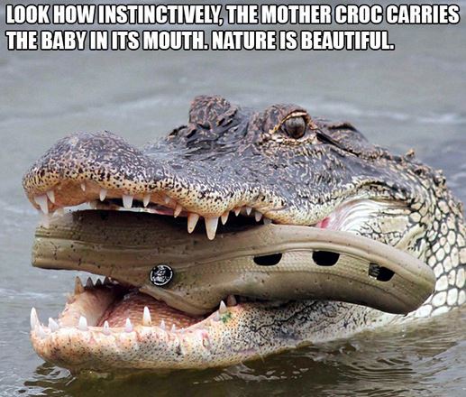 Name:  crocs.JPG
Views: 2634
Size:  66.5 KB