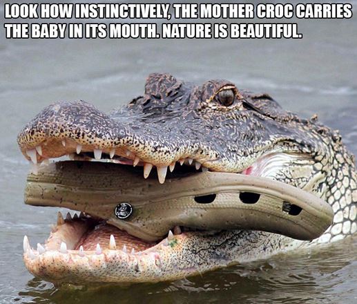 Name:  crocs.JPG
Views: 734
Size:  66.5 KB