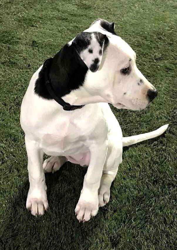 Name:  dogondogsear.jpg
Views: 546
Size:  132.0 KB