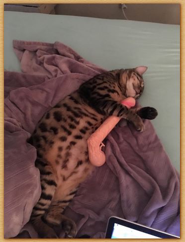Name:  kittehstoy.JPG
Views: 2492
Size:  33.6 KB