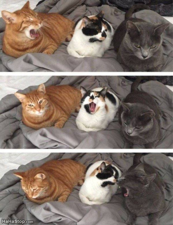 Name:  The_Yawners.jpg
Views: 859
Size:  79.7 KB