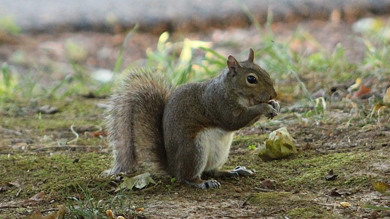 Name:  squrl2.jpg
Views: 602
Size:  136.6 KB