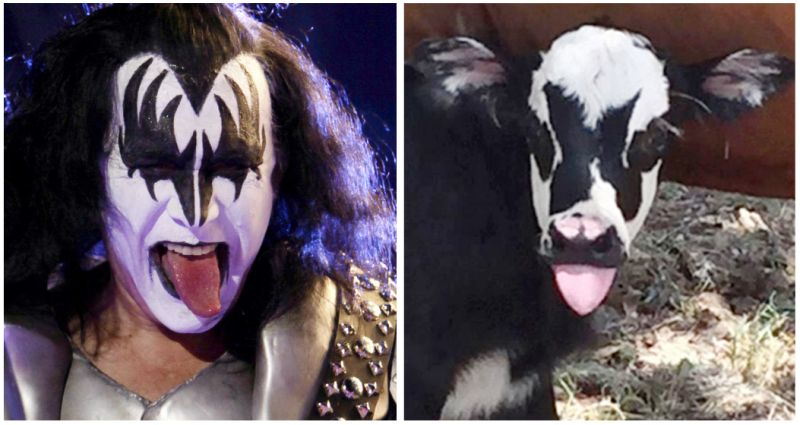 Name:  gene cow.jpg
Views: 1919
Size:  60.0 KB