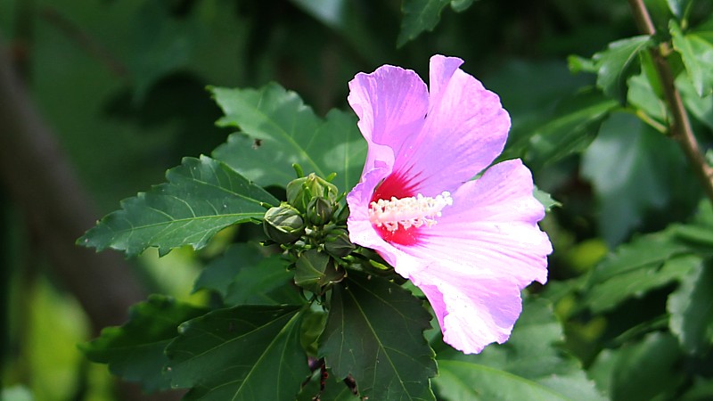 Name:  flower.jpg
Views: 331
Size:  85.1 KB