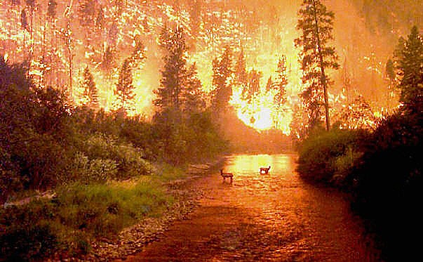 Name:  Yellowstone-fire-elk-in-the-river.jpg
Views: 338
Size:  82.4 KB