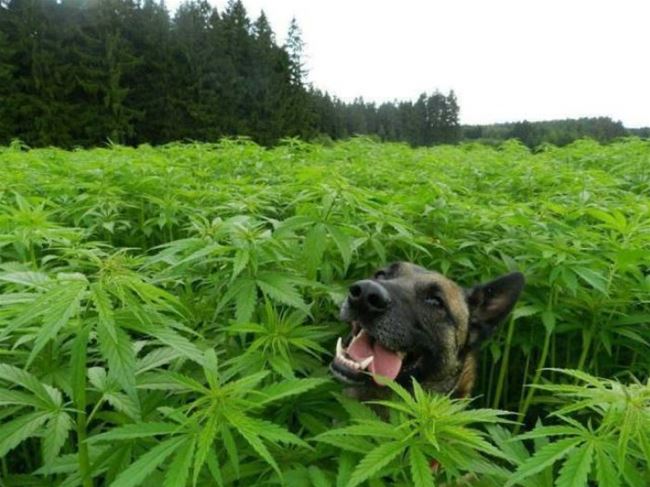 Name:  goodboy.jpg
Views: 1597
Size:  58.2 KB