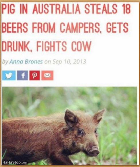 Name:  drunkpig.JPG
Views: 297
Size:  50.3 KB