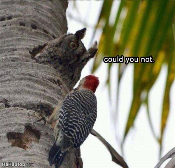 Name:  Could_You_Not.jpg
Views: 461
Size:  61.6 KB
