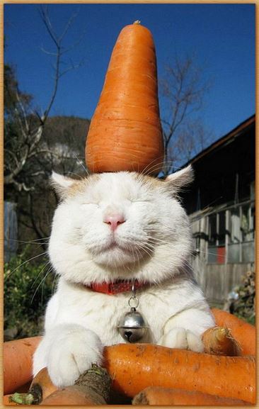 Name:  carrotcat.JPG
Views: 261
Size:  45.4 KB
