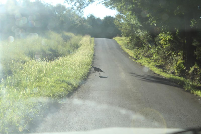 Name:  turkeyintheroad.jpg
Views: 415
Size:  107.7 KB