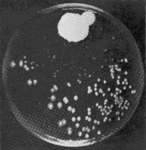 Name:  flemings_orginal_plate_scan.jpg
Views: 12103
Size:  57.8 KB
